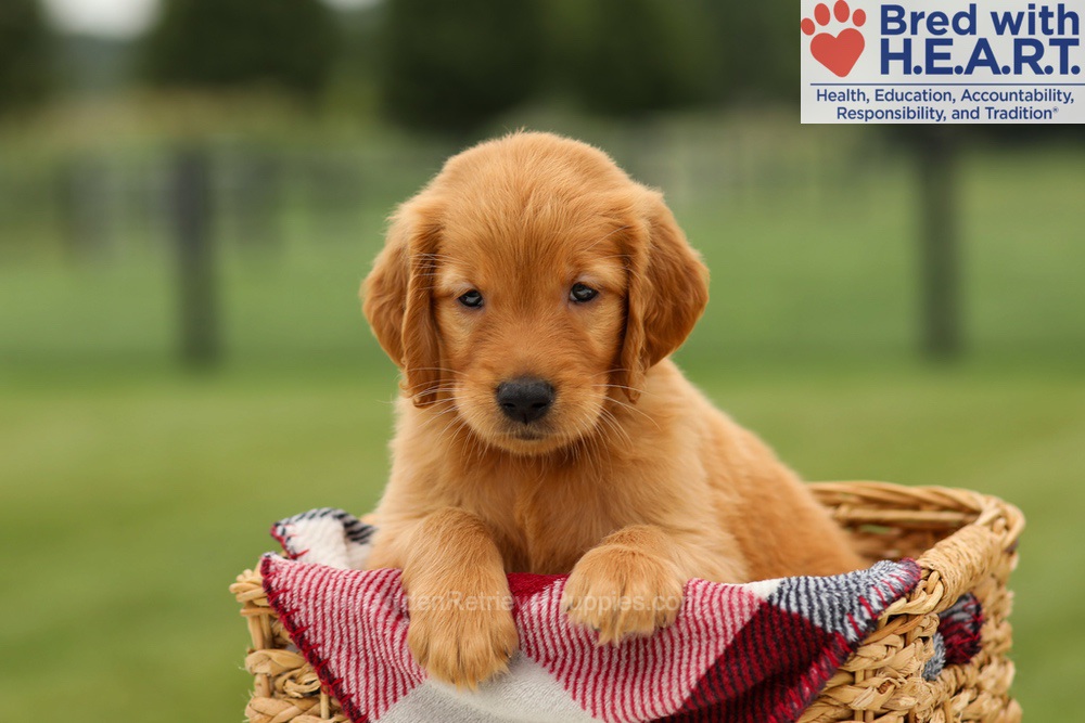 Marlo Image of Marlo, a Golden Retriever puppy