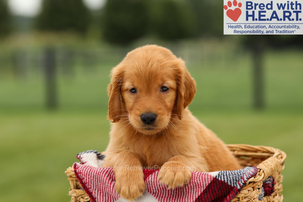 Marlo Image of Marlo, a Golden Retriever puppy