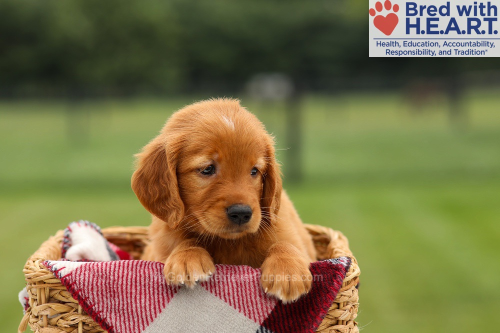 Maya Image of Maya, a Golden Retriever puppy