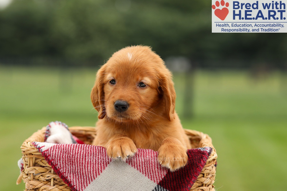 Maya Image of Maya, a Golden Retriever puppy