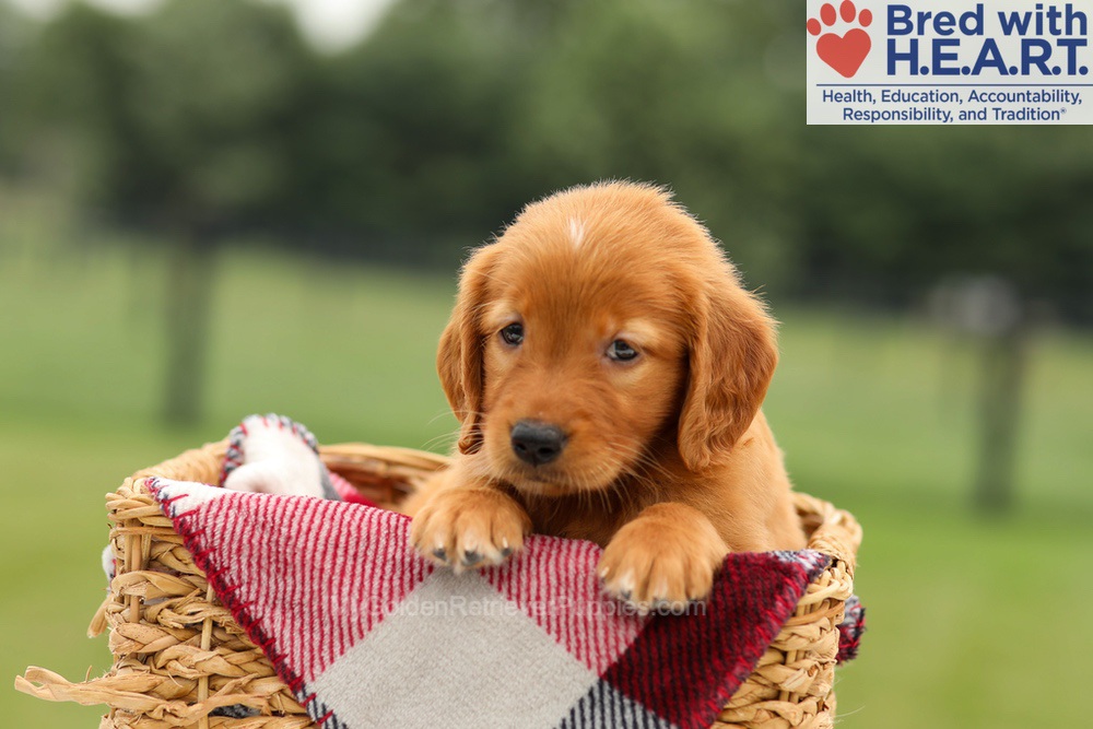 Maya Image of Maya, a Golden Retriever puppy
