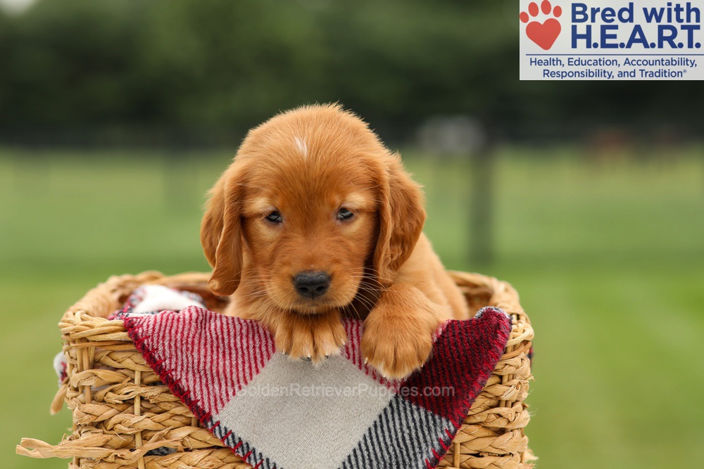 Maya Image of Maya, a Golden Retriever puppy