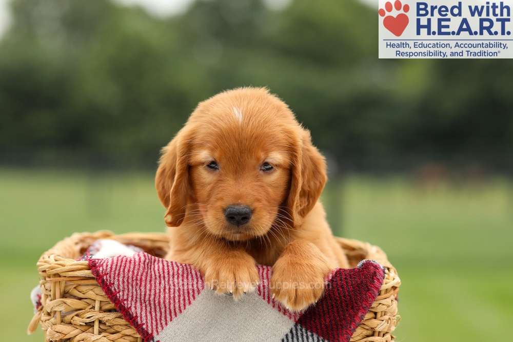 Maya Image of Maya, a Golden Retriever puppy