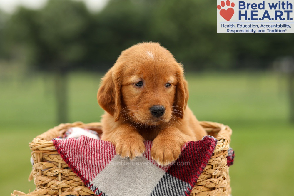 Maya Image of Maya, a Golden Retriever puppy