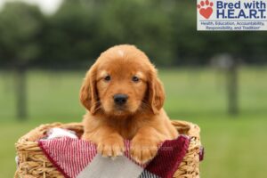 Image of Maya, a Golden Retriever puppy