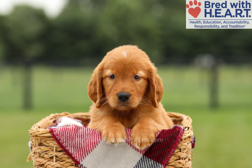 Maya Image of Maya, a Golden Retriever puppy