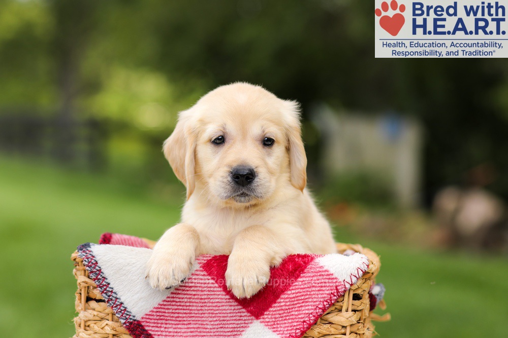 Naya Image of Naya, a Golden Retriever puppy