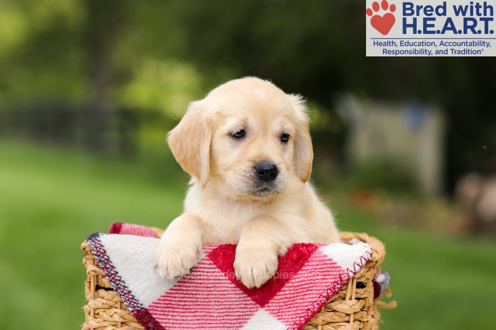 Naya Image of Naya, a Golden Retriever puppy