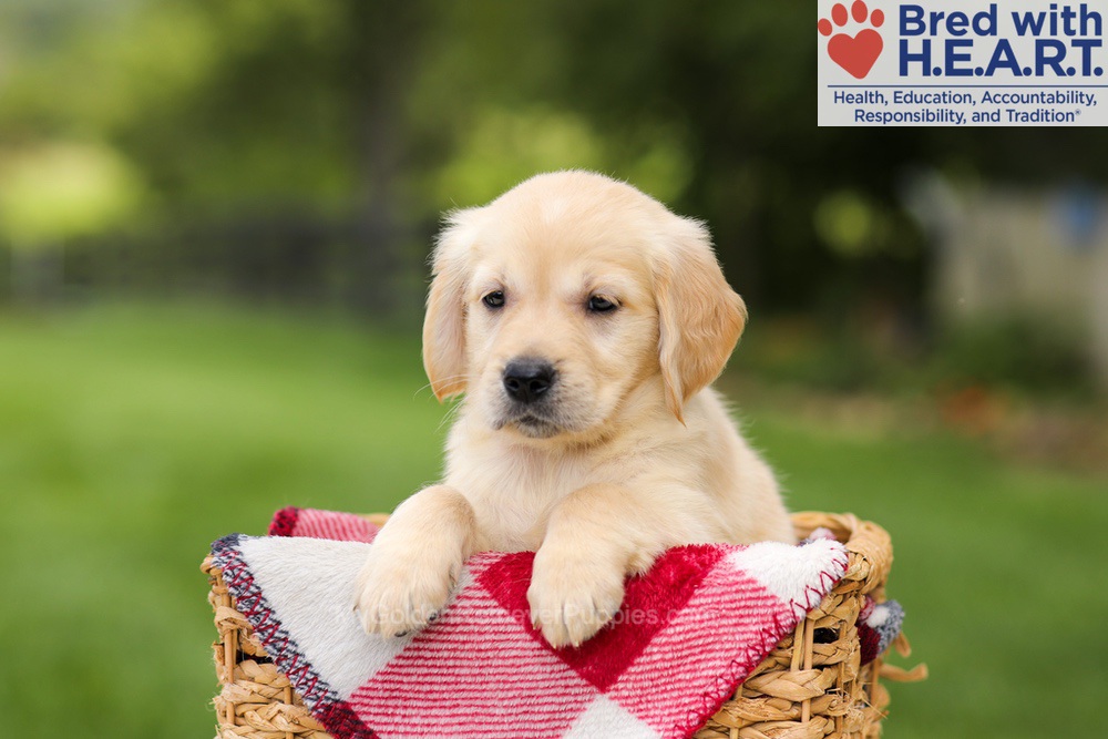 Naya Image of Naya, a Golden Retriever puppy