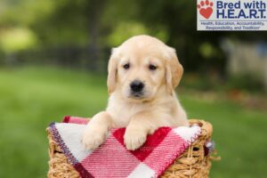 Image of Naya, a Golden Retriever puppy