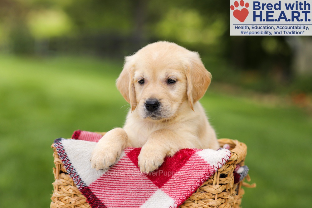 Naya Image of Naya, a Golden Retriever puppy