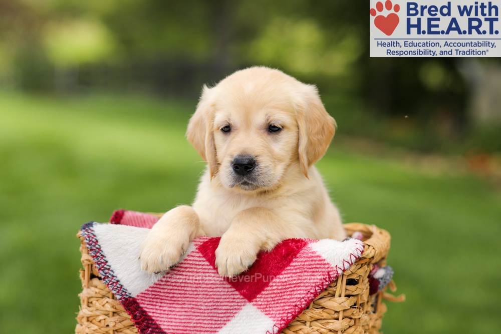 Naya Image of Naya, a Golden Retriever puppy