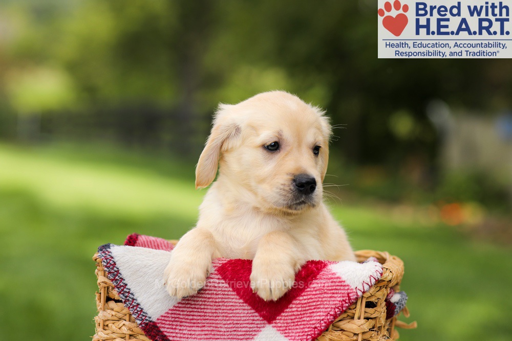 Naya Image of Naya, a Golden Retriever puppy
