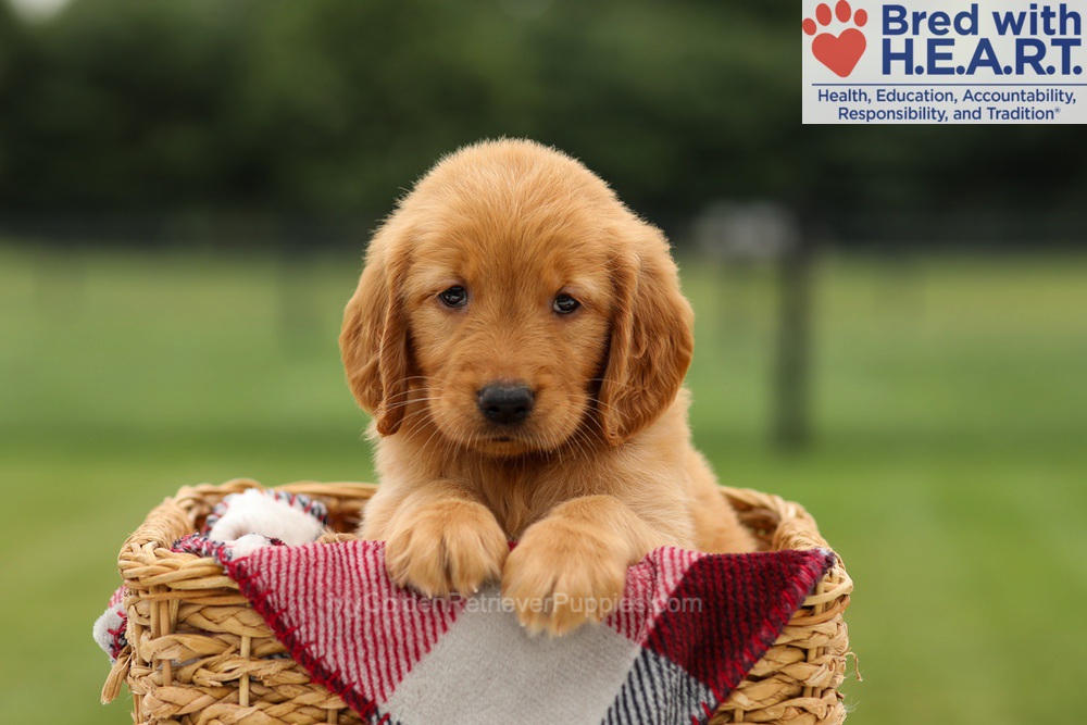 Melody Image of Melody, a Golden Retriever puppy