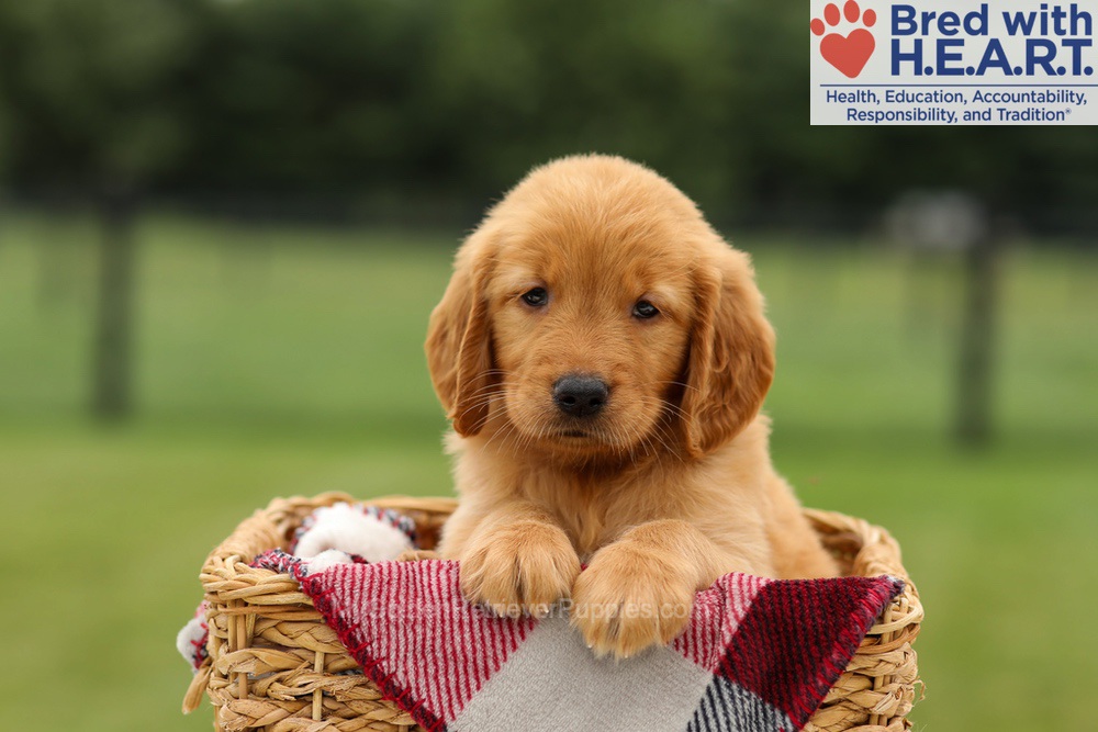 Melody Image of Melody, a Golden Retriever puppy