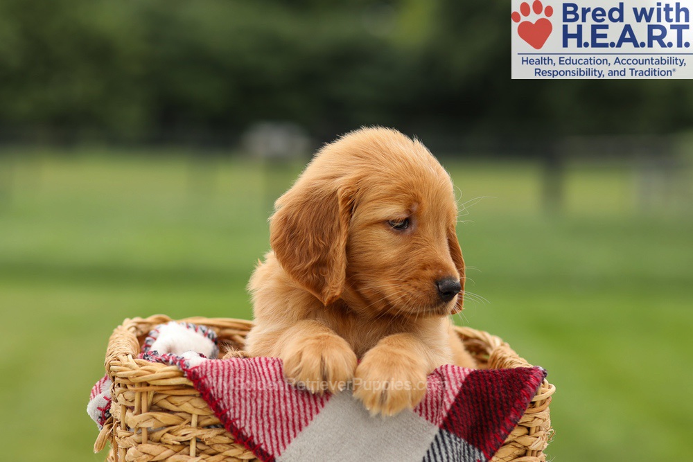 Melody Image of Melody, a Golden Retriever puppy