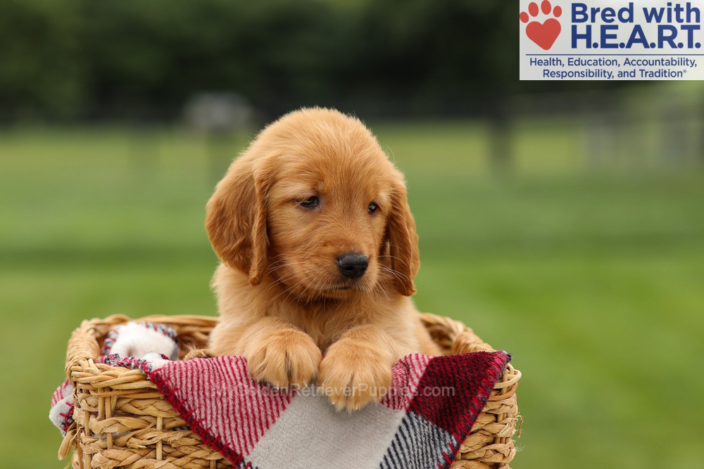 Melody Image of Melody, a Golden Retriever puppy