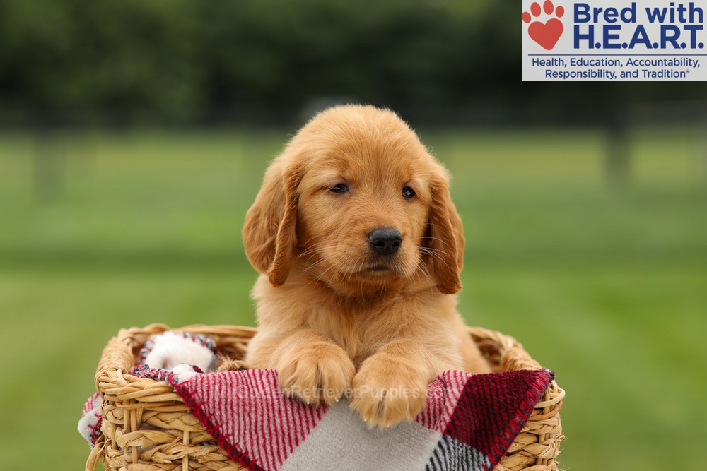 Melody Image of Melody, a Golden Retriever puppy