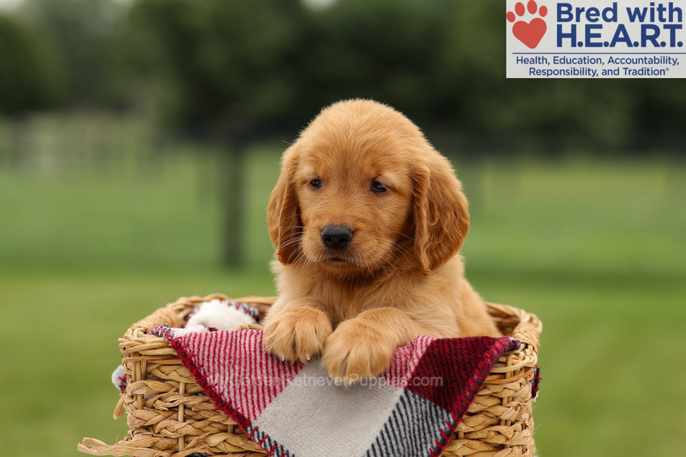 Melody Image of Melody, a Golden Retriever puppy