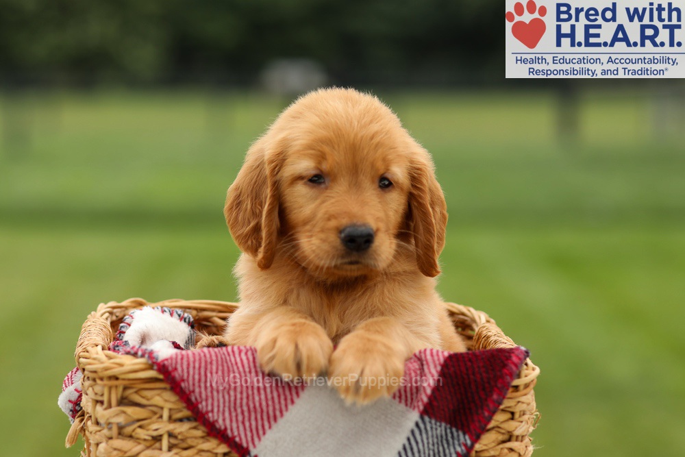 Melody Image of Melody, a Golden Retriever puppy