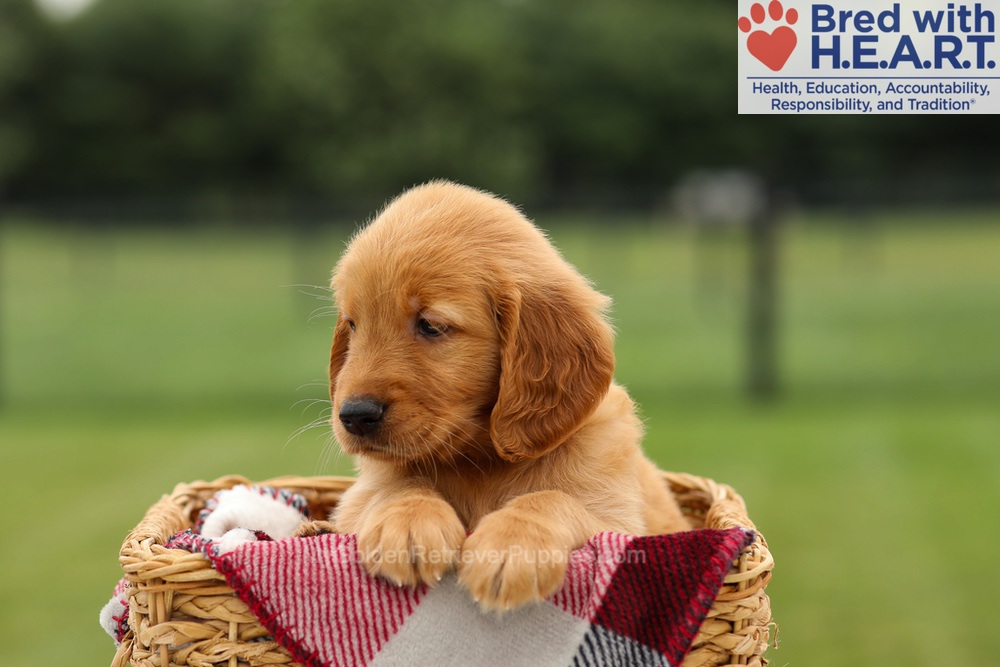 Melody Image of Melody, a Golden Retriever puppy