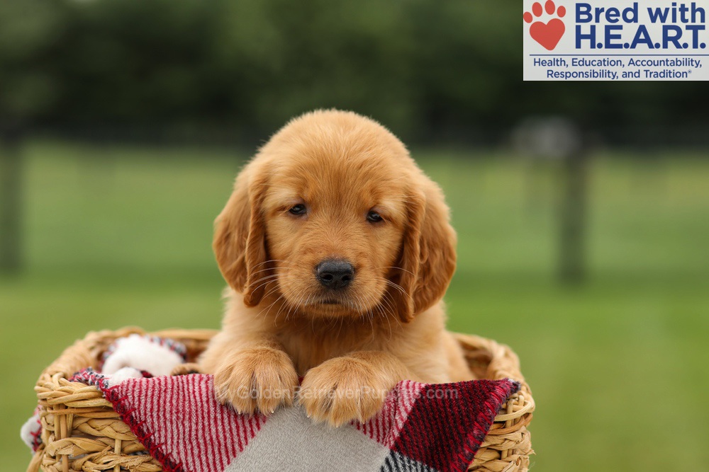 Melody Image of Melody, a Golden Retriever puppy