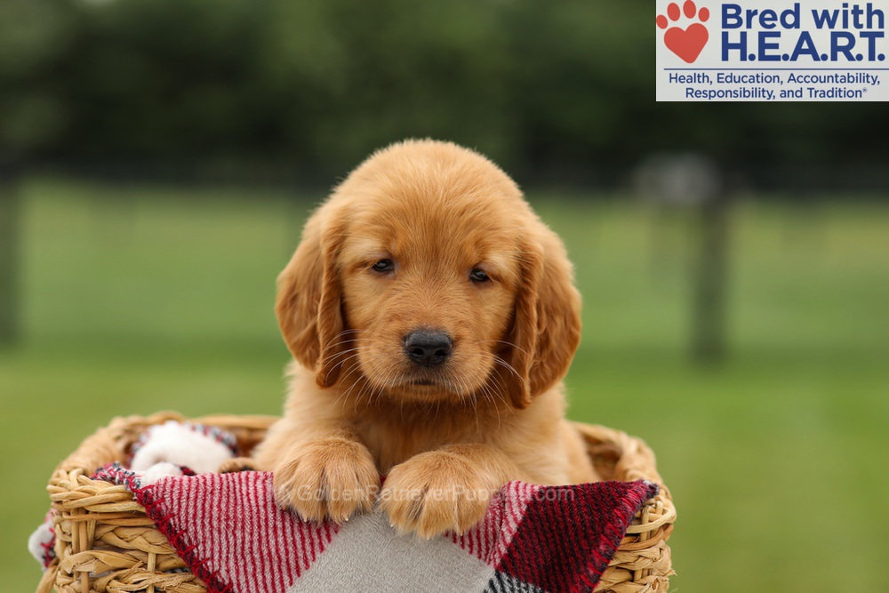 Melody Image of Melody, a Golden Retriever puppy