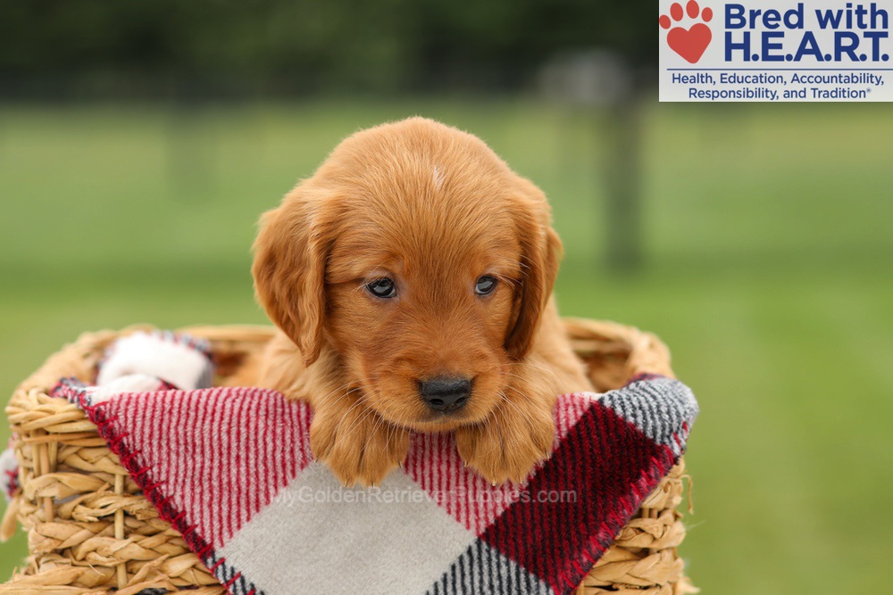 Mickey Image of Mickey, a Golden Retriever puppy