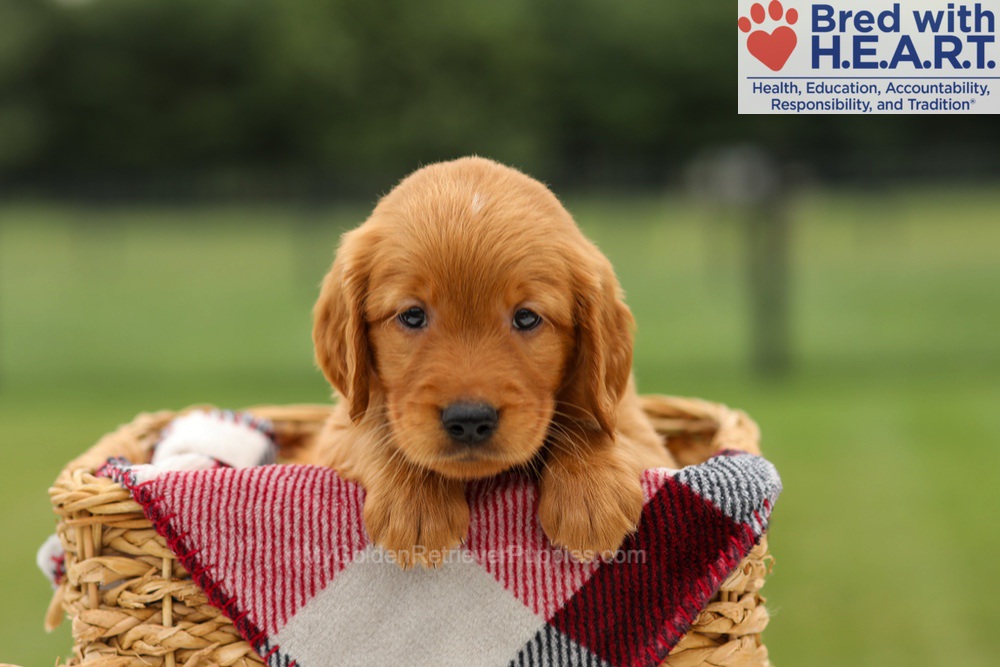 Mickey Image of Mickey, a Golden Retriever puppy