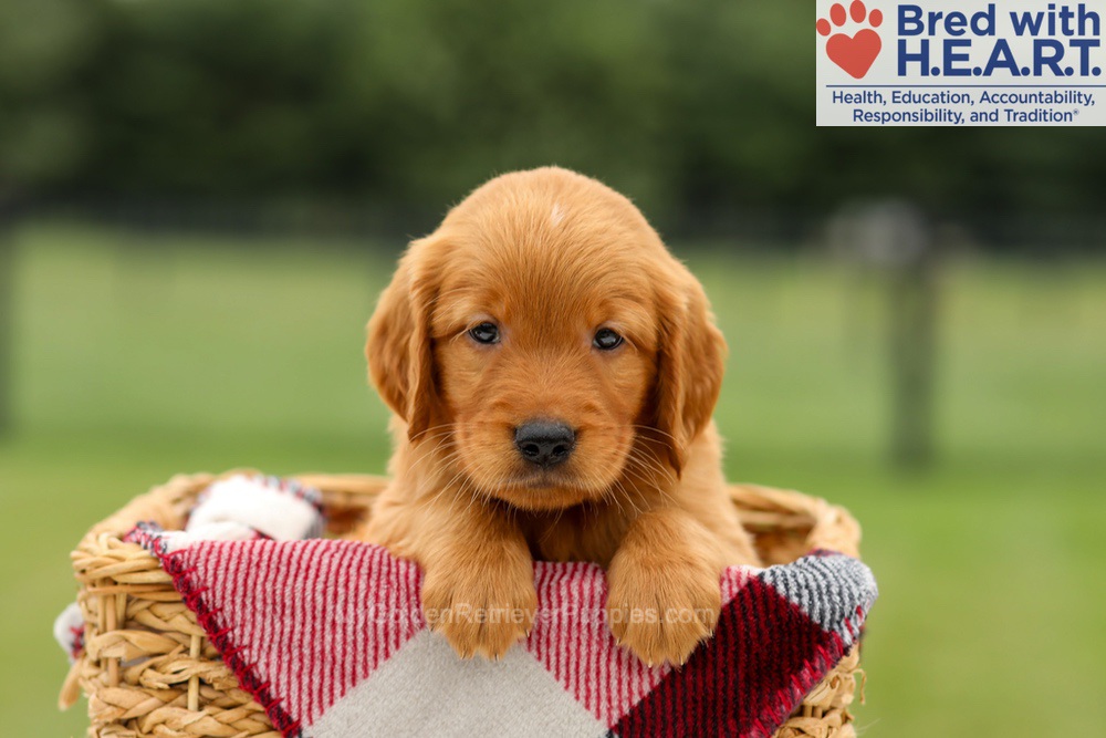 Mickey Image of Mickey, a Golden Retriever puppy