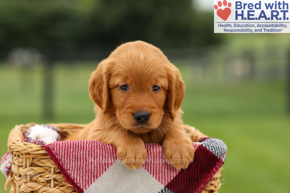 Mickey Image of Mickey, a Golden Retriever puppy