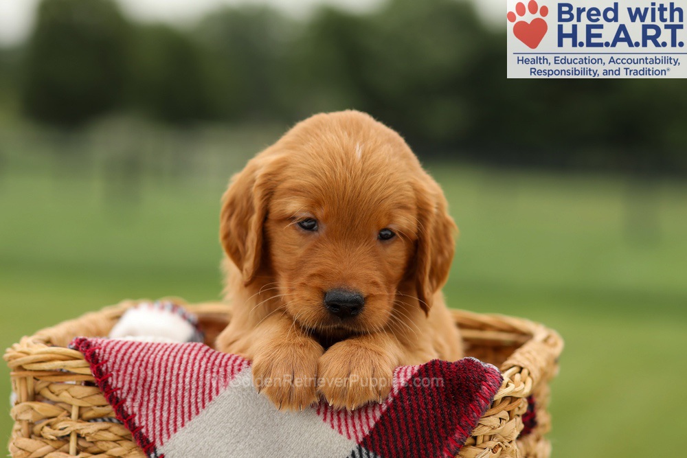 Mickey Image of Mickey, a Golden Retriever puppy