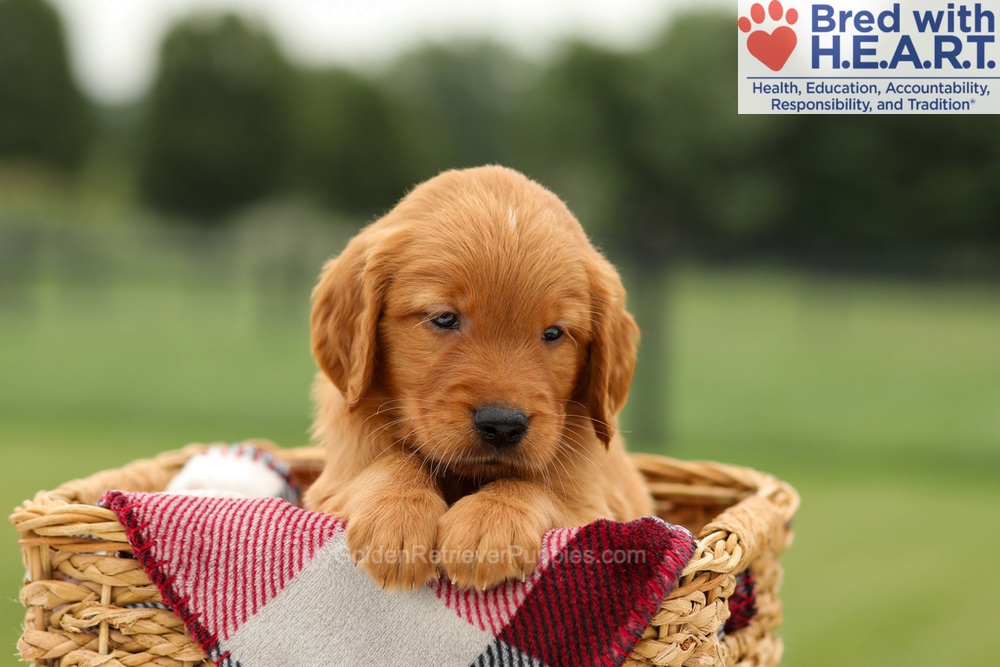 Mickey Image of Mickey, a Golden Retriever puppy