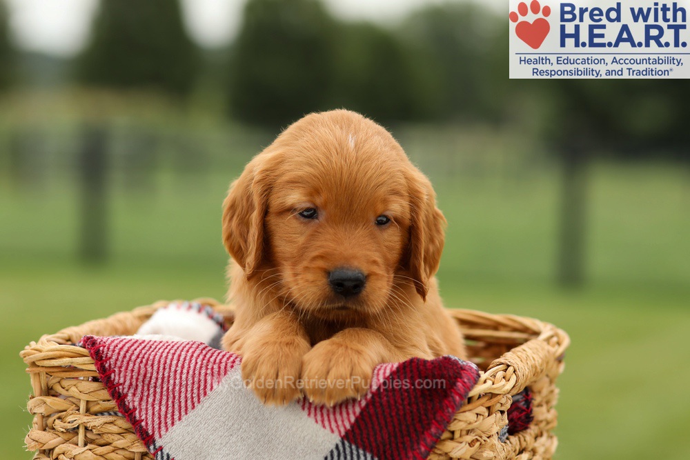 Mickey Image of Mickey, a Golden Retriever puppy