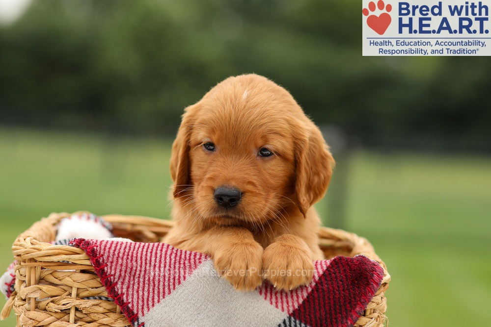 Mickey Image of Mickey, a Golden Retriever puppy