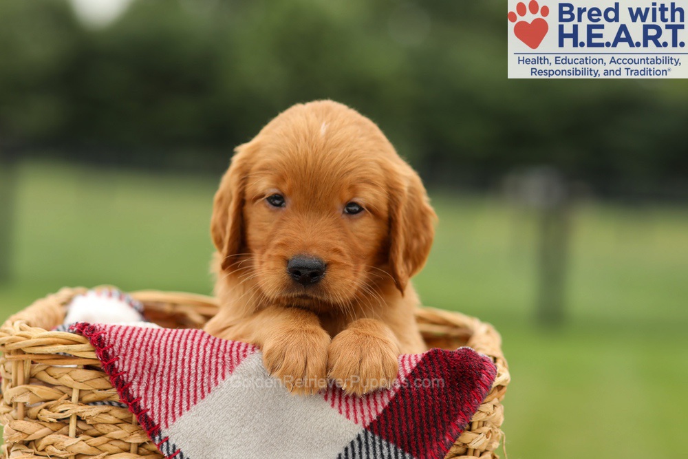 Mickey Image of Mickey, a Golden Retriever puppy