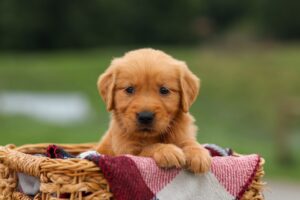 Image of Mindie, a Golden Retriever puppy