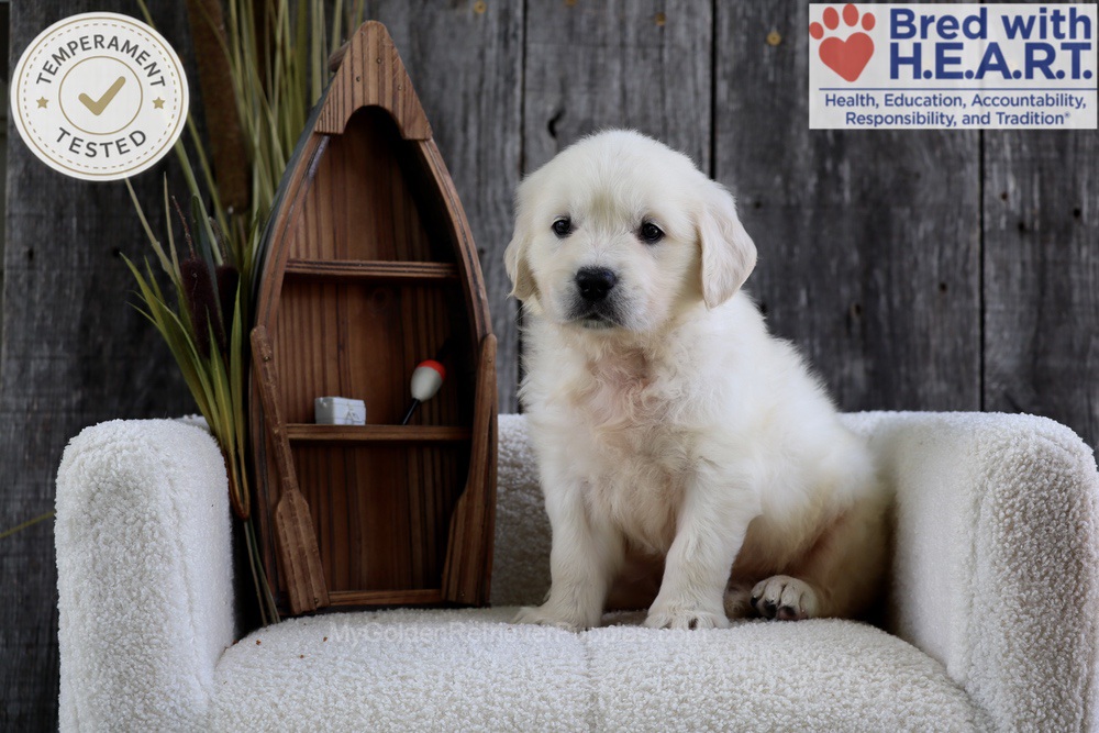 Minnow Image of Minnow, a Golden Retriever puppy