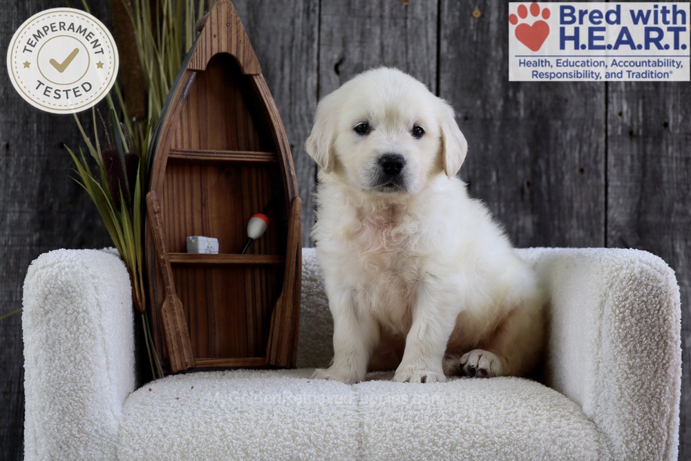Minnow Image of Minnow, a Golden Retriever puppy