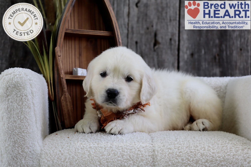 Minnow Image of Minnow, a Golden Retriever puppy