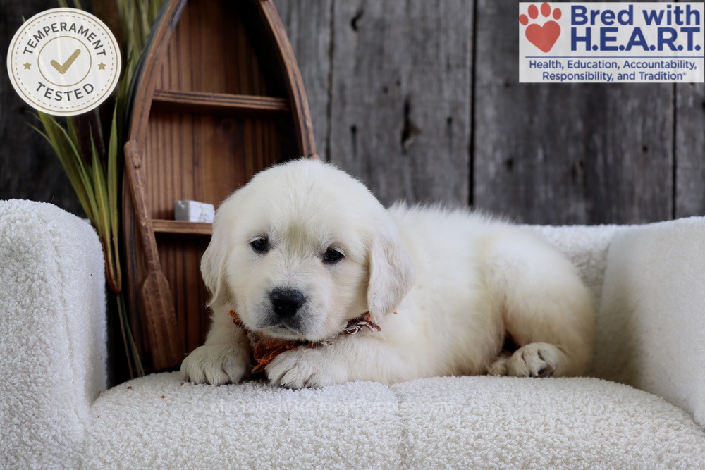 Minnow Image of Minnow, a Golden Retriever puppy