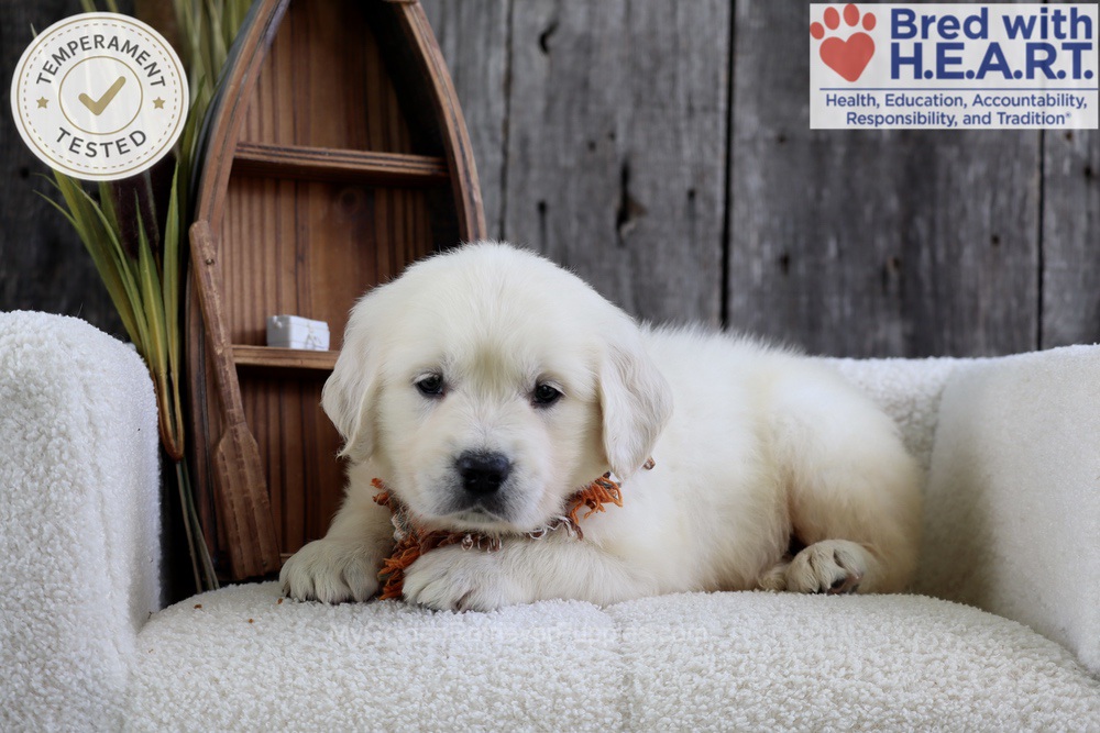 Minnow Image of Minnow, a Golden Retriever puppy