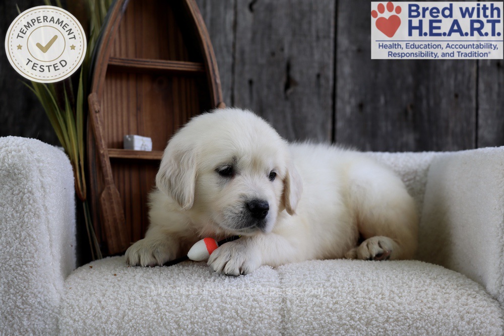 Minnow Image of Minnow, a Golden Retriever puppy