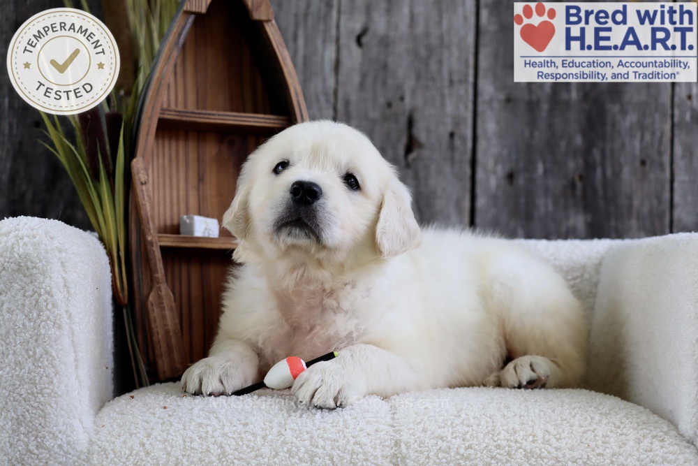 Minnow Image of Minnow, a Golden Retriever puppy