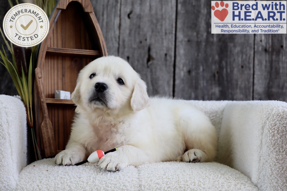 Minnow Image of Minnow, a Golden Retriever puppy
