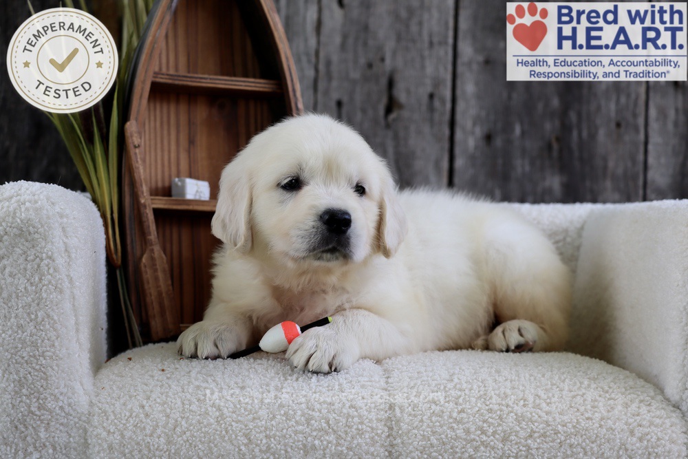 Minnow Image of Minnow, a Golden Retriever puppy