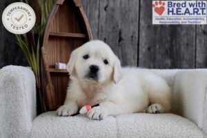 Image of Minnow, a Golden Retriever puppy