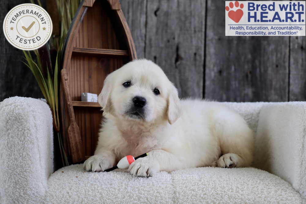 Minnow Image of Minnow, a Golden Retriever puppy