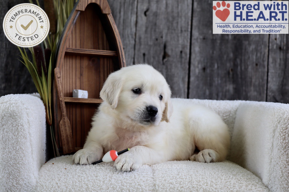 Minnow Image of Minnow, a Golden Retriever puppy