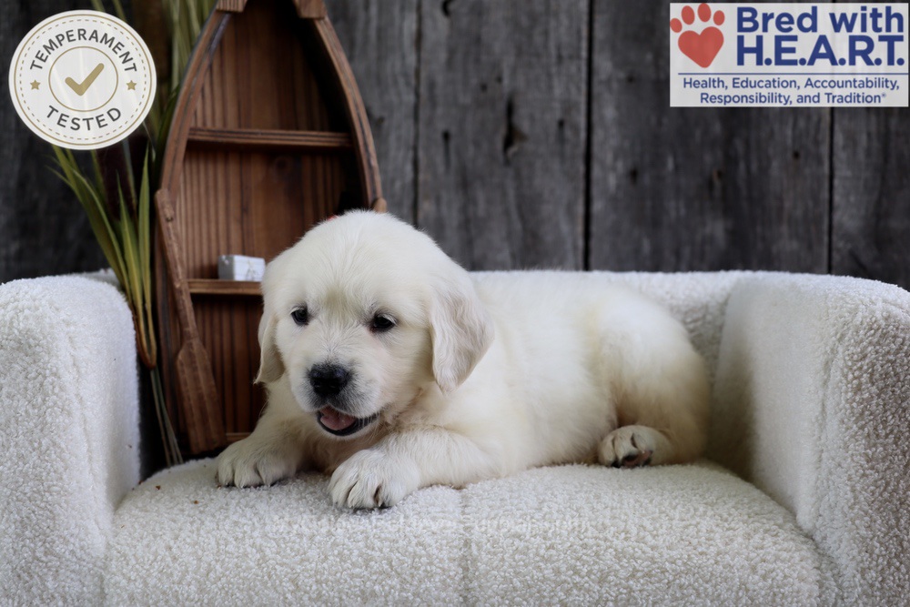 Minnow Image of Minnow, a Golden Retriever puppy